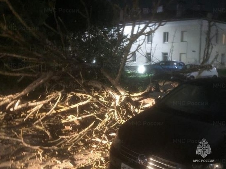 В Орле ветер повалил на дорогу дерево