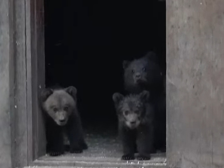 В Тверской области троих медвежат-сирот познакомили с сородичами