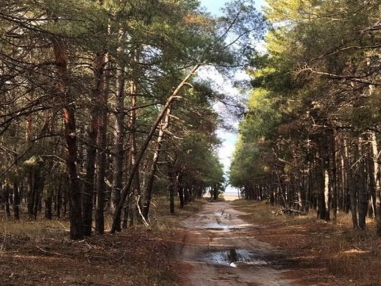 Найденные в лесу на Урале живыми дети рассказали о встрече с волками