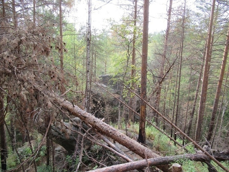 Пропавших в лесу Свердловской области брата с сестрой нашли живыми