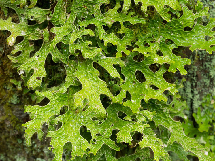 Редкий лишайник, похожий на человеческие легкие, нашли в Карелии