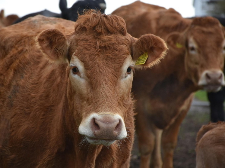 «Отбилась от стада»: в Новосибирской области корову убило молнией