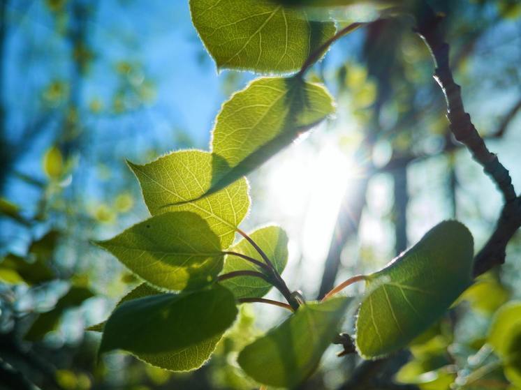 Синоптики 9 июня предсказывают в Смоленске облачную погоду