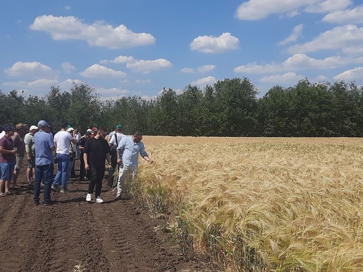 «День поля» впервые провели в Херсонской области