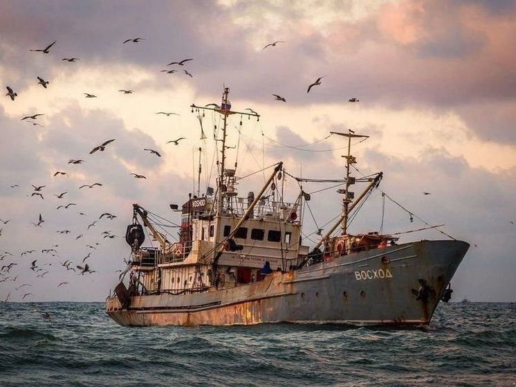 В Черном и Азовском морях наращивают вылов рыбы в условиях СВО