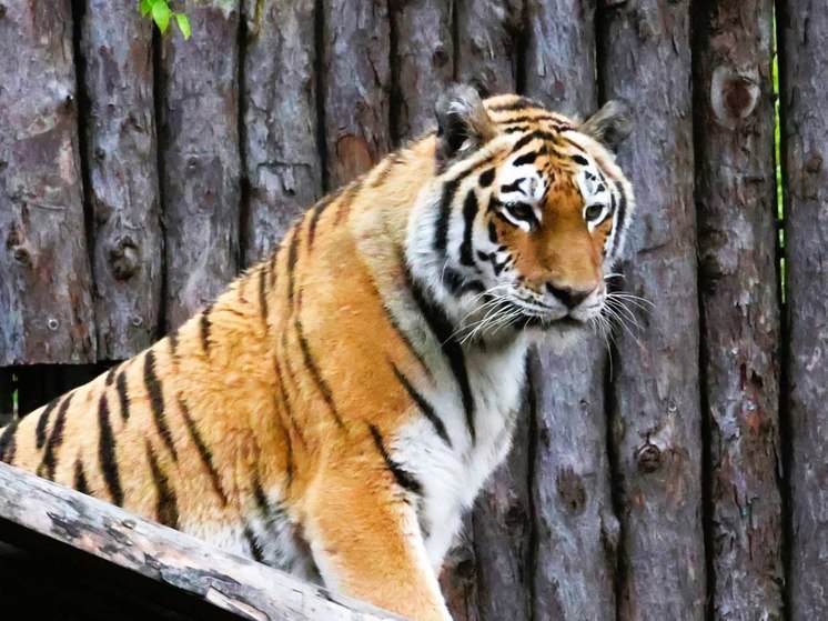В хабаровском зоосаде дали имя и выпустили из карантина новую тигрицу
