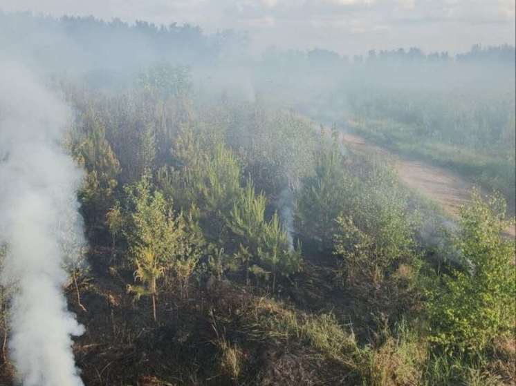 В Раменском округе вспыхнул лесной пожар