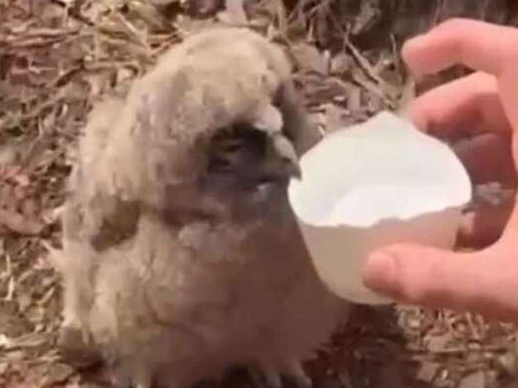 В Домодедово неравнодушные жители спасли совенка