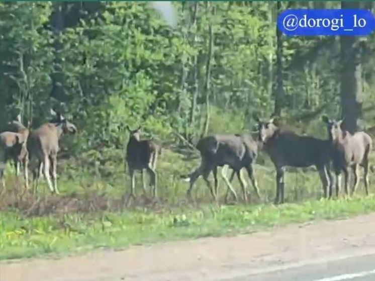 В Ленобласти лоси чаще выходят на дороги с 6 вечера до 8 утра