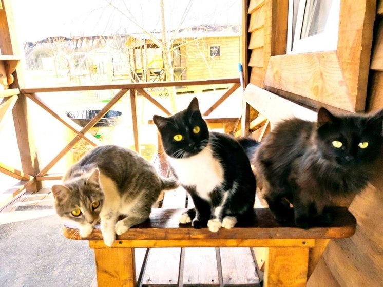 Около 50 кошек обнаружили запертыми в квартире в Краснодаре, пишет SHOT