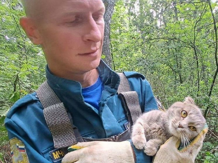 Орловские сотрудники МЧС спасли кота