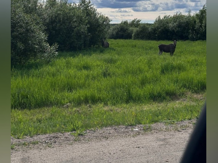 Лось гуляет на выезде из Петрозаводска