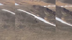 Стадо овцебыков сняли с неба резервата «Терпей-Тумус» Якутии  