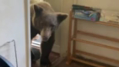 Американец встретился с медведем в собственном доме: видео