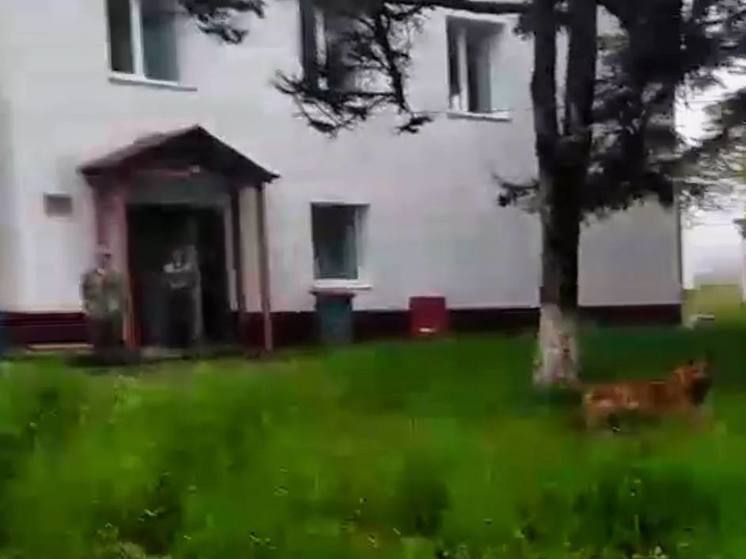 Сахалинцы пожаловались на корейских отловщиков и пожирателей собак