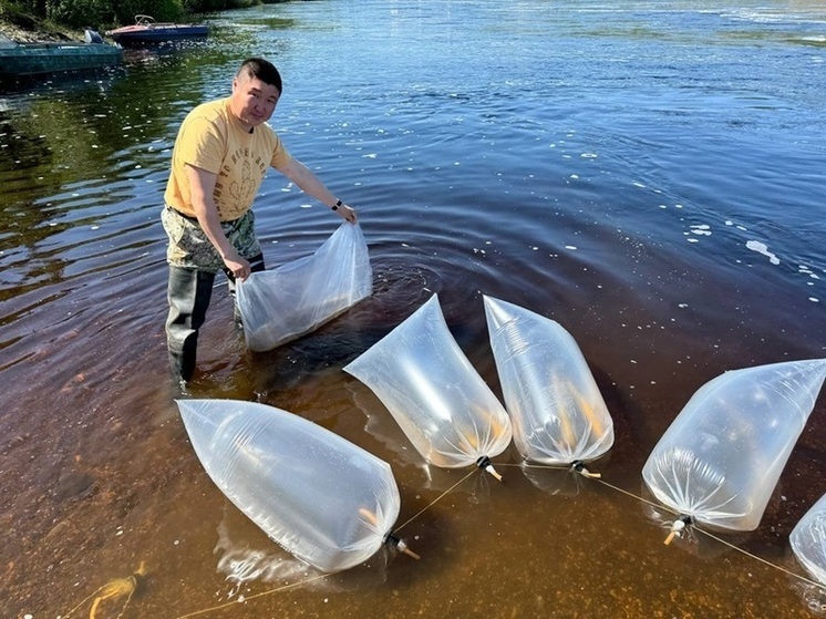 В Якутии в реку Вилюй специалисты выпустили 900 тысяч личинок ряпушки