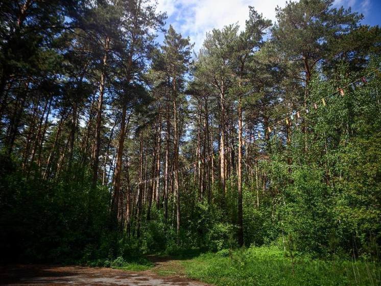 Жители Новосибирска проголосовали за благоустройство Инюшенского бора