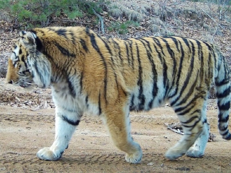 Тигра-сенатора обнаружили в Приморье
