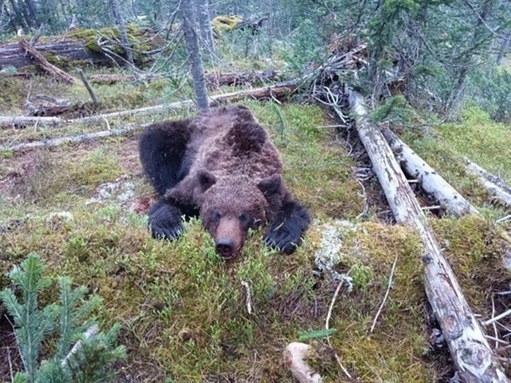 Директора турфирмы осудили после нападения медведя на подростка