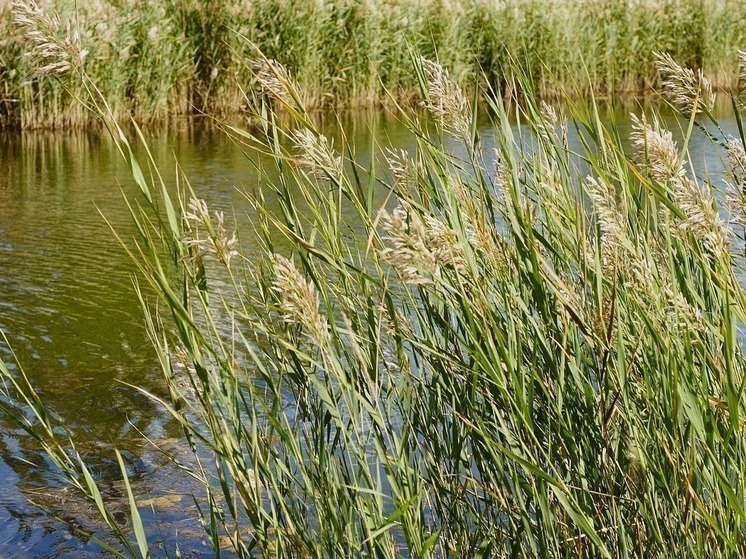 На пруду Корочанского района утонул пожилой рыбак