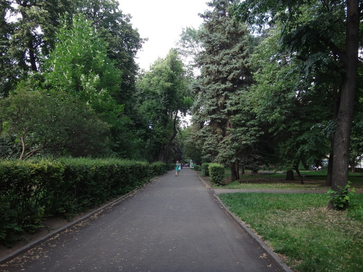Саратовские клены, ясени и каштаны попали в "прицел" вредителей