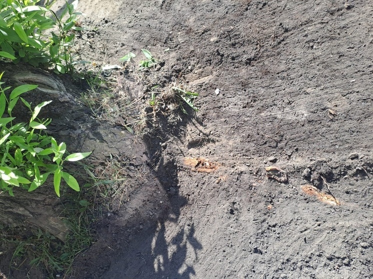 Новгородцы требуют остановить механическую выемку грунта вокруг деревьев