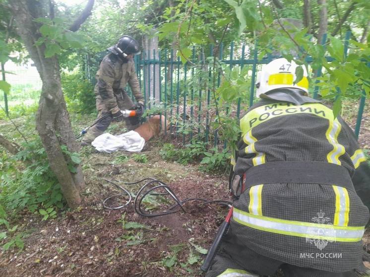 Косуля застряла в заборе детского сада в Первоуральске