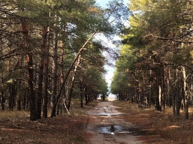 Потерявшиеся в лесу дети из Тюмени дали интервью и рассказали, что помогло им выжить
