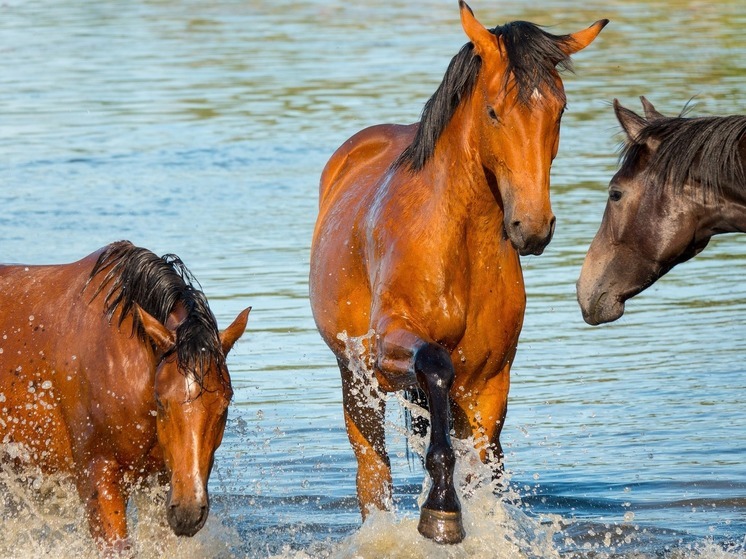 Синоптики 13 июня предсказывают в Смоленске облачную погоду