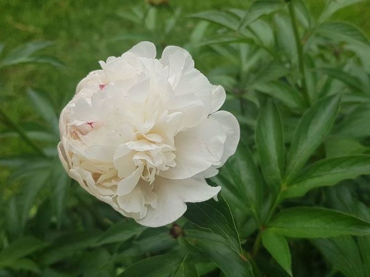 15 июня в Подмосковье состоится фестиваль «Пиономания»