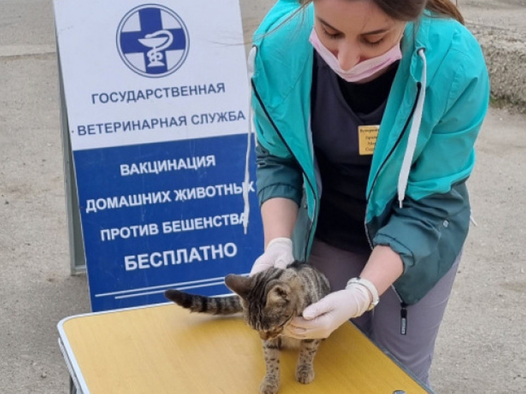 Более 400 животных в Саратове получили "мобильные" прививки от бешенства
