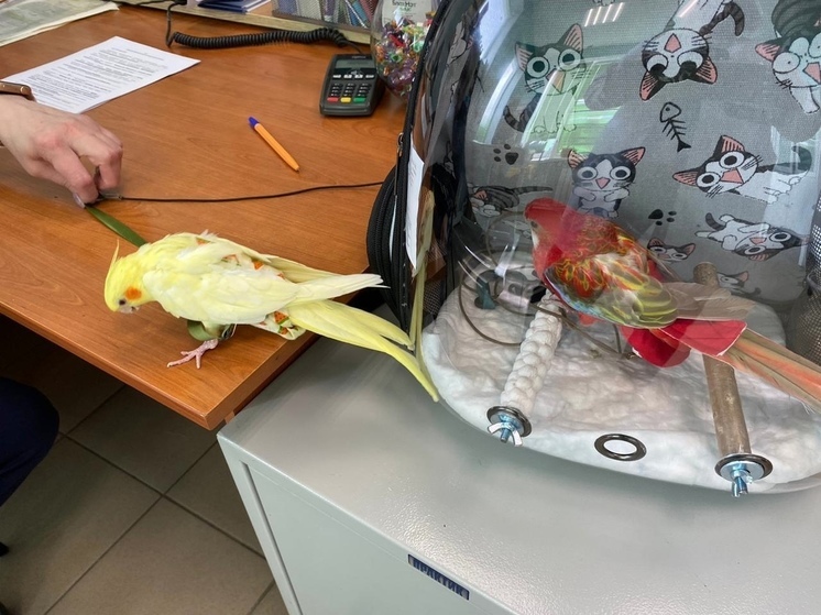 Мурманские ветеринары рассказали, как чипируют попугаев