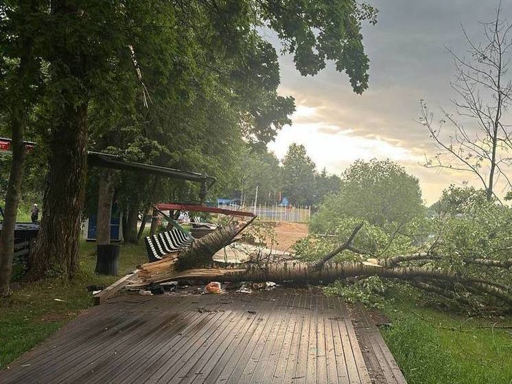 В Щелково от упавшего в ненастье дерева погибли дедушка с внуком
