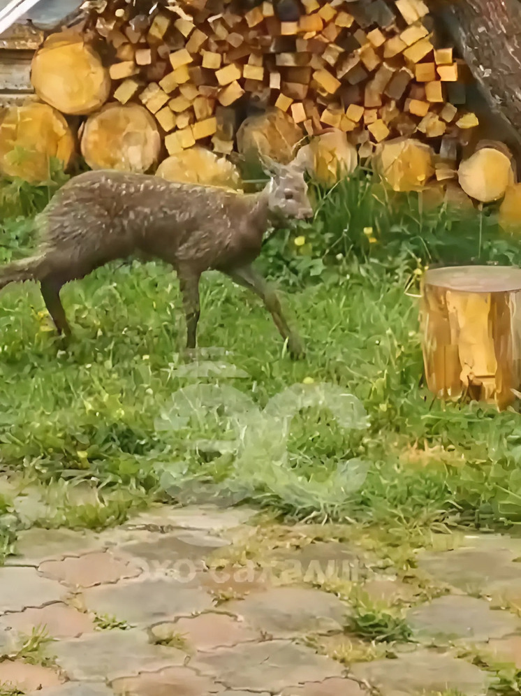 Редкое краснокнижное животное заглянуло к сахалинцам на дачу