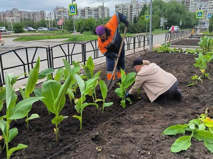 В Омске высадили около 212 тысяч цветов