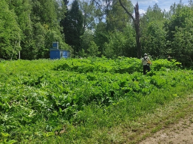 Лесничие Серпухова завершили первый этап борьбы с опасным растением