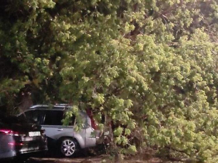 На улице Юннатов в Рязани во время грозы дерево упало на припаркованные машины