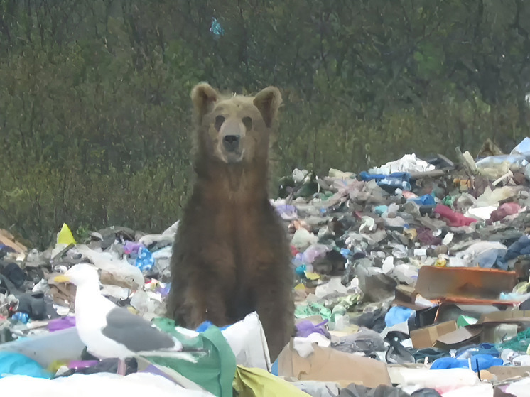 Недалеко от Северо-Курильска на свалке заметили медведя