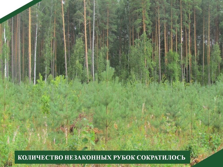 В Пензенской области количество незаконных рубок сократилось на 67 %