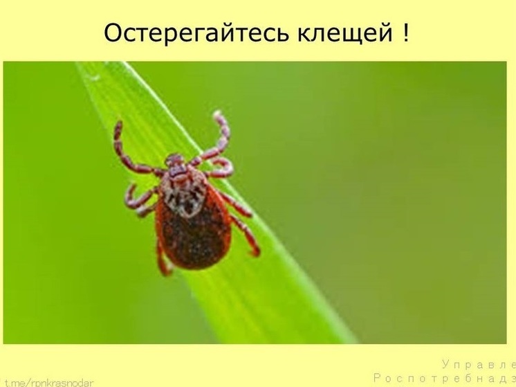 Число пострадавших от укусов клещей на Кубани превысило три тысячи человек