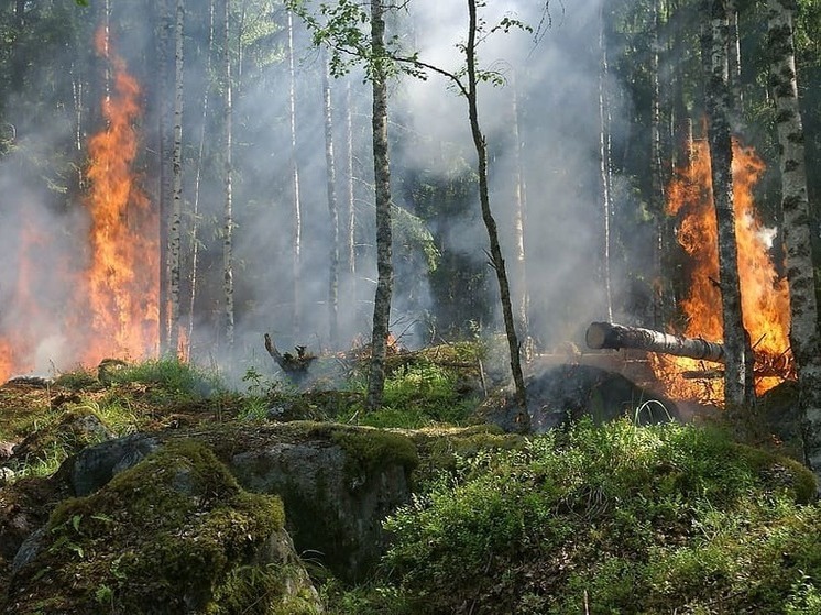 Высокая пожароопасность объявлена в ДНР