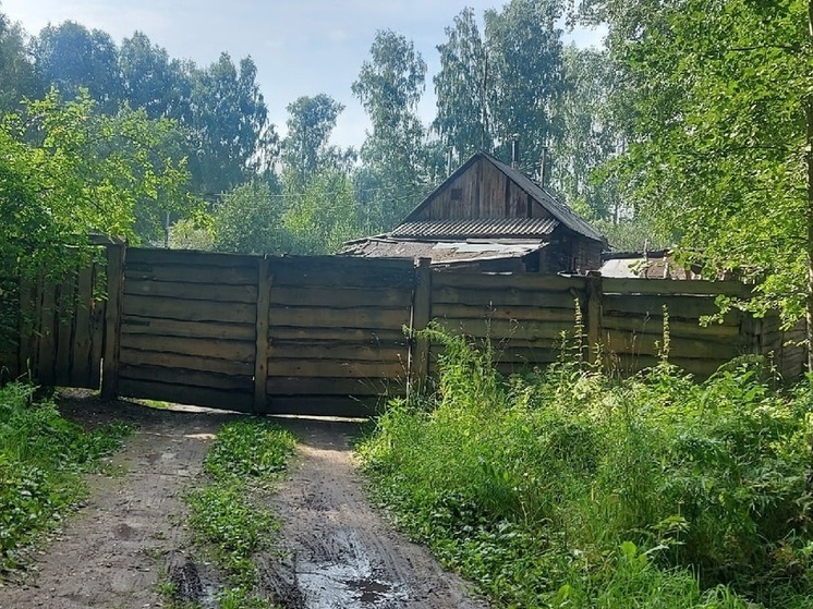 В Новосибирске дачники рассказали о появлении жуков-обжор, поедающих растения