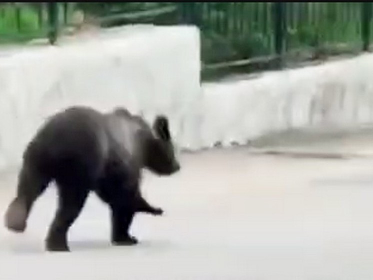 В центре Охи сняли на видео гуляющего по городу медведя