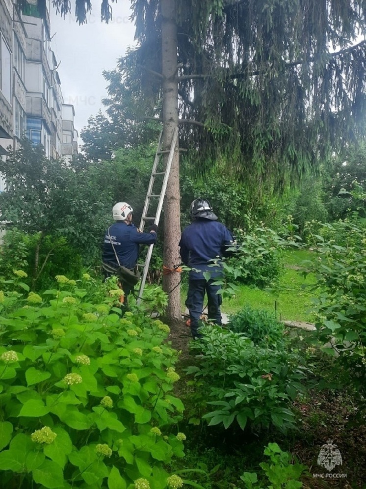 В Орловской области за сутки спасли трёх животных