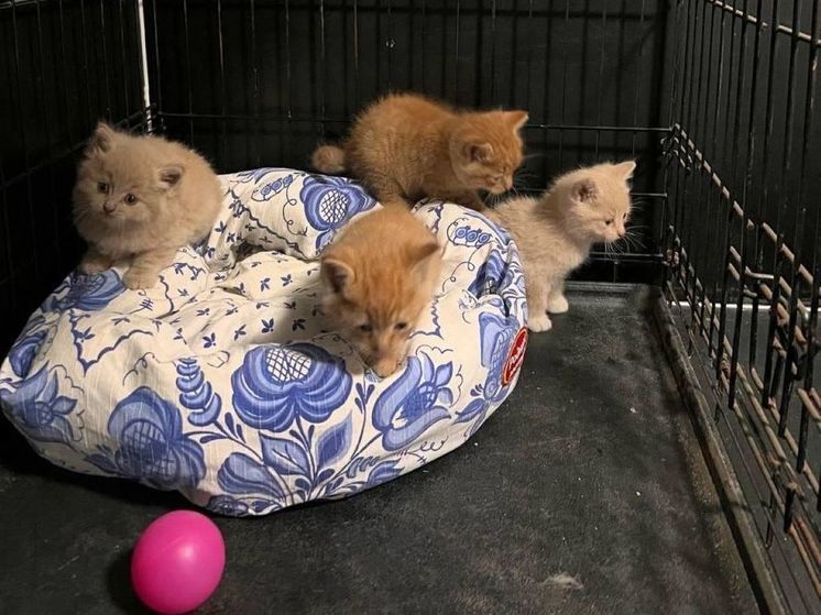 В Подмосковье спасли четверых котят, застрявших между домами