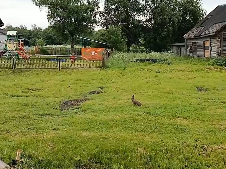 В Тверской области хитрый заяц живет возле школы и ест казенную капусту