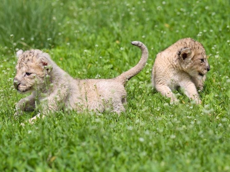 Львица из Барнаульского зоопарка отказалась от своих новорожденных детенышей