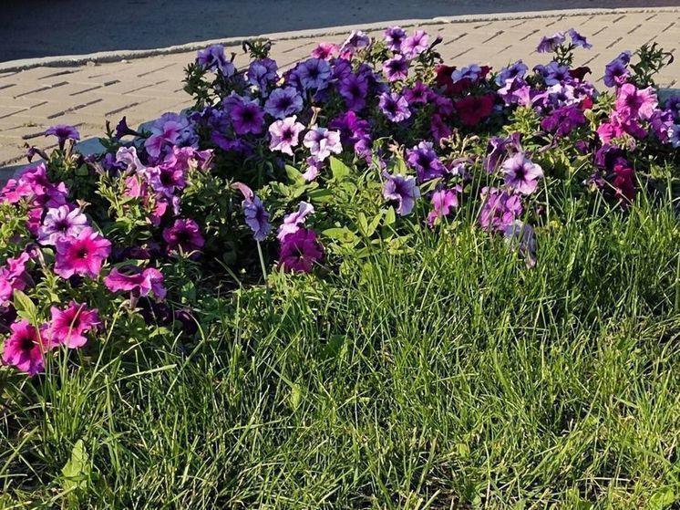 В Омске высадят более 2 тысяч растений до конца лета