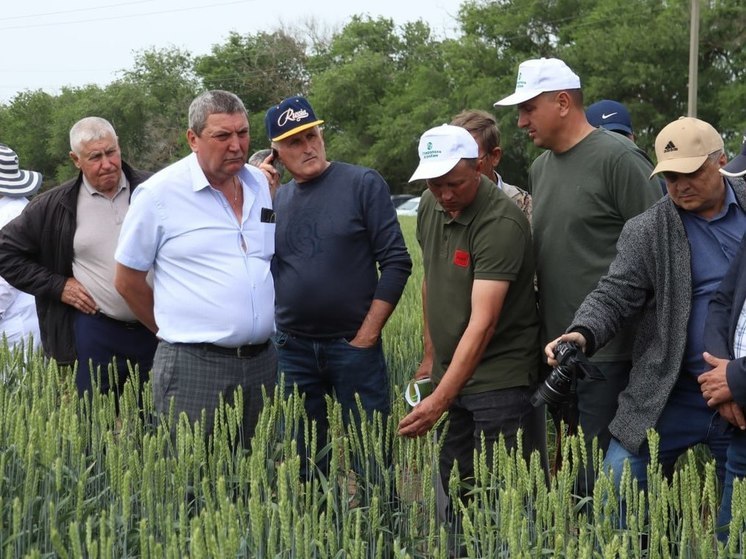 Специалисты оценили пшеницу Калмыкии