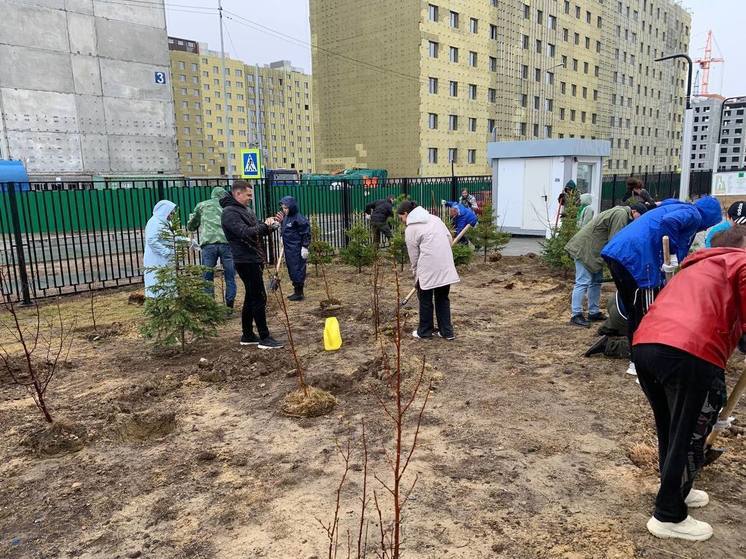 В Салехарде у школы за день посадили 200 деревьев